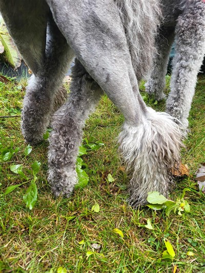 Rogan och Indy